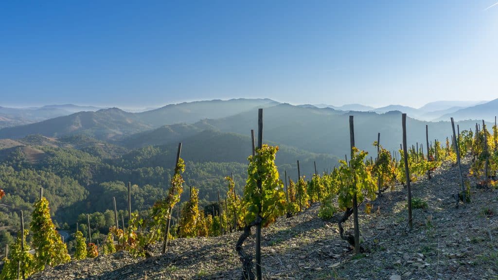 Terraced vineyards and rolling hills in Priorat, Catalonia, a renowned region for wine tourism and local traditions.